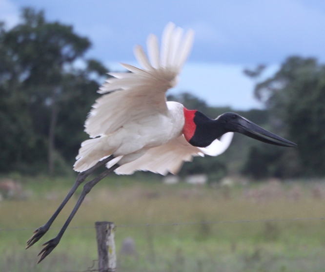 jabiru